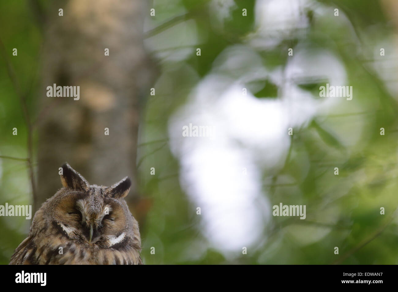 Long-eared Owl (Asio otus), Europe Stock Photo