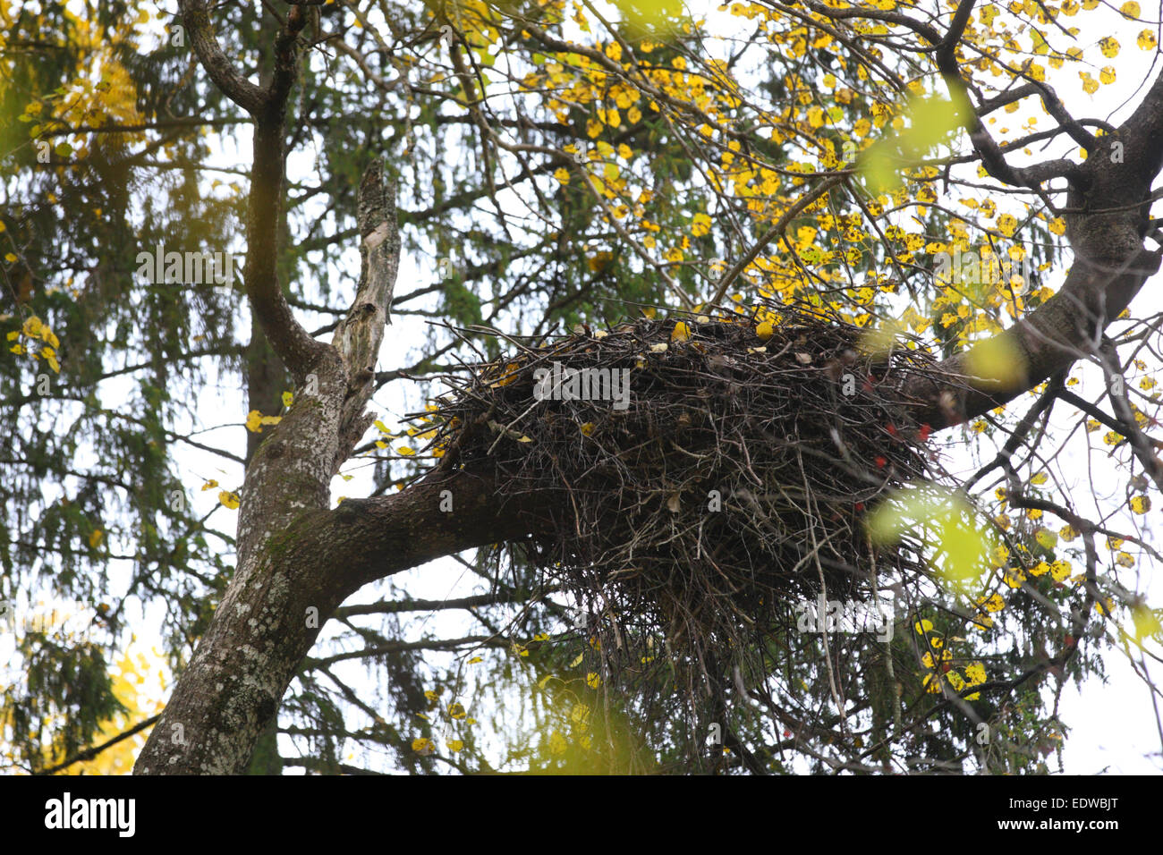 Nest of Black Stork (Ciconia nigra). Europe Stock Photo