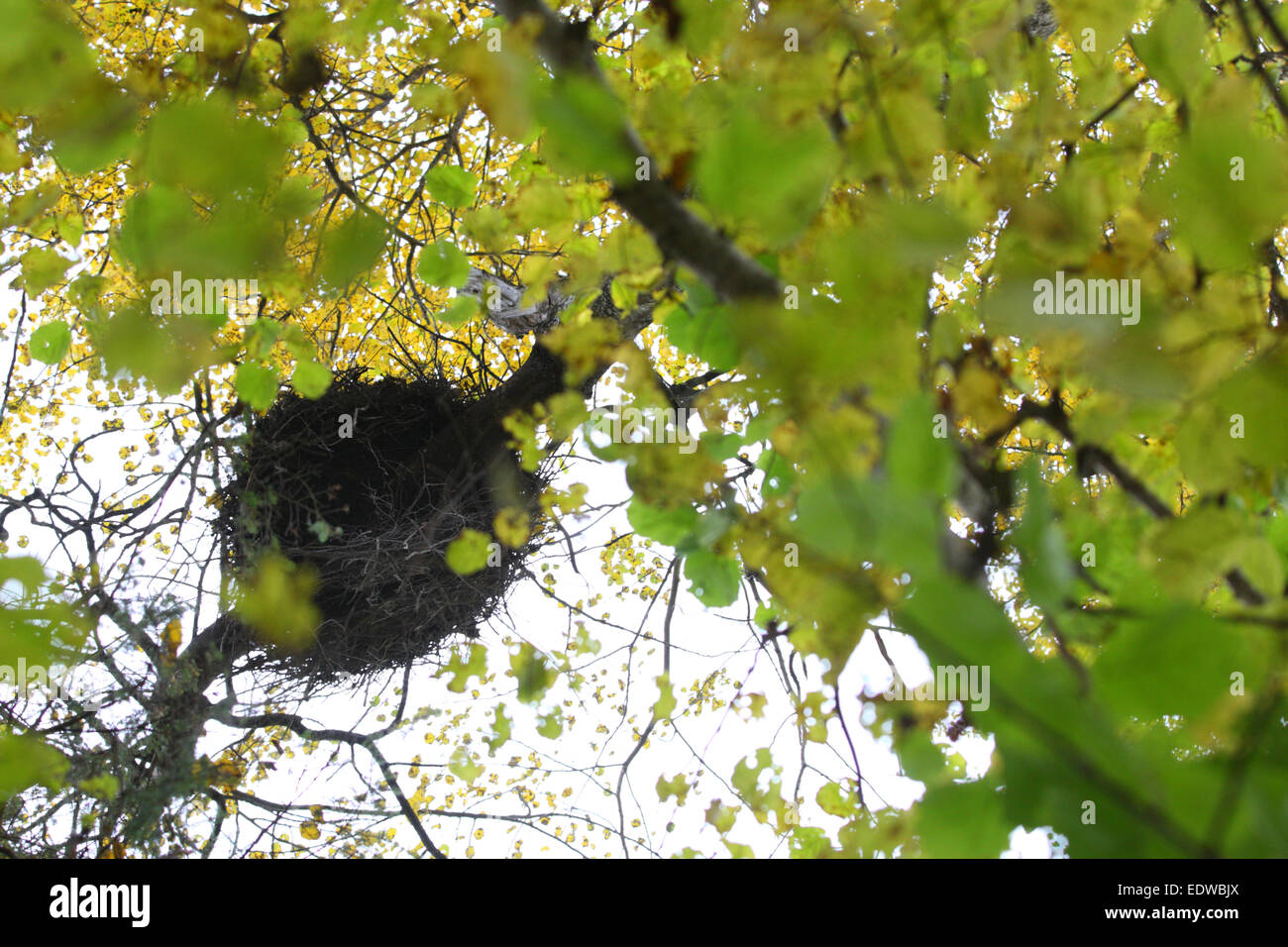 Nest of Black Stork (Ciconia nigra). Europe Stock Photo