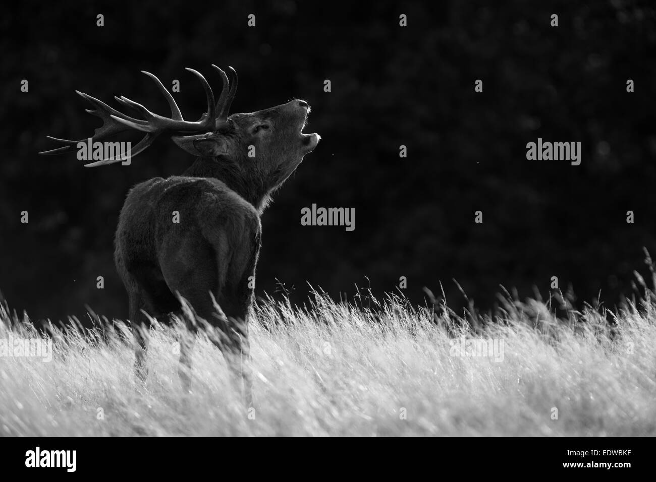 Roaring Red Deer (Cervus elaphus), Europe Stock Photo