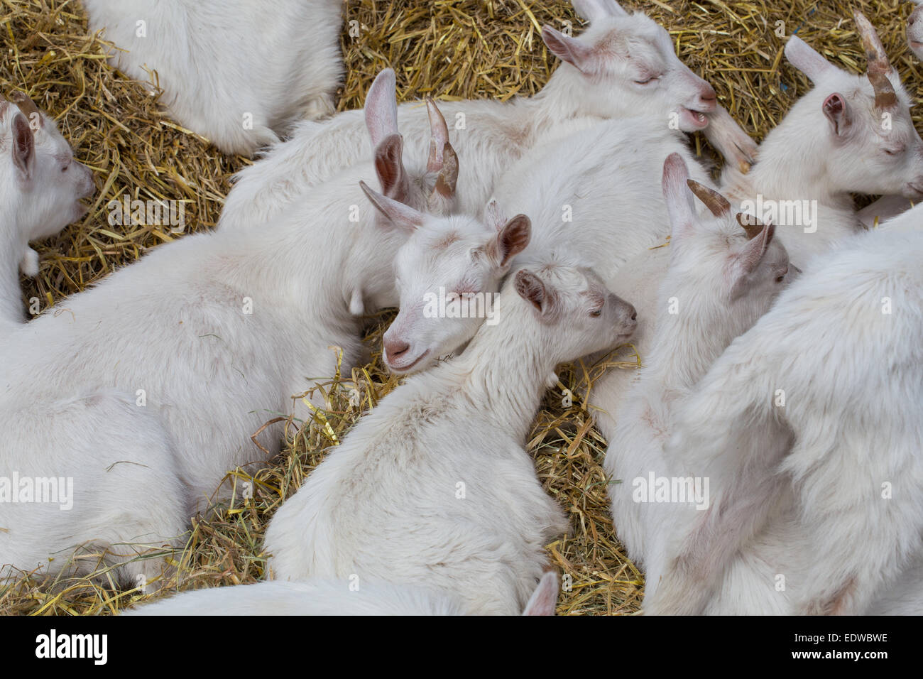 Domestic goats in the farm sleeping on straw Stock Photo Alamy
