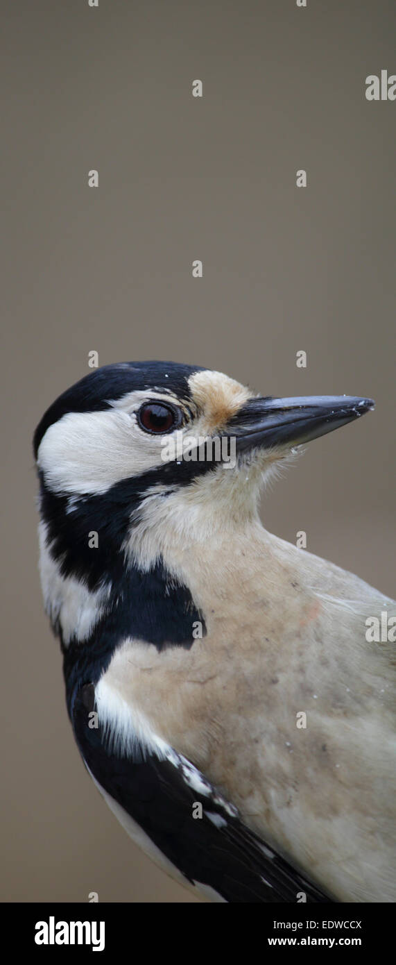 Portrait of female Great Spotted Woodpecker. Europe Stock Photo