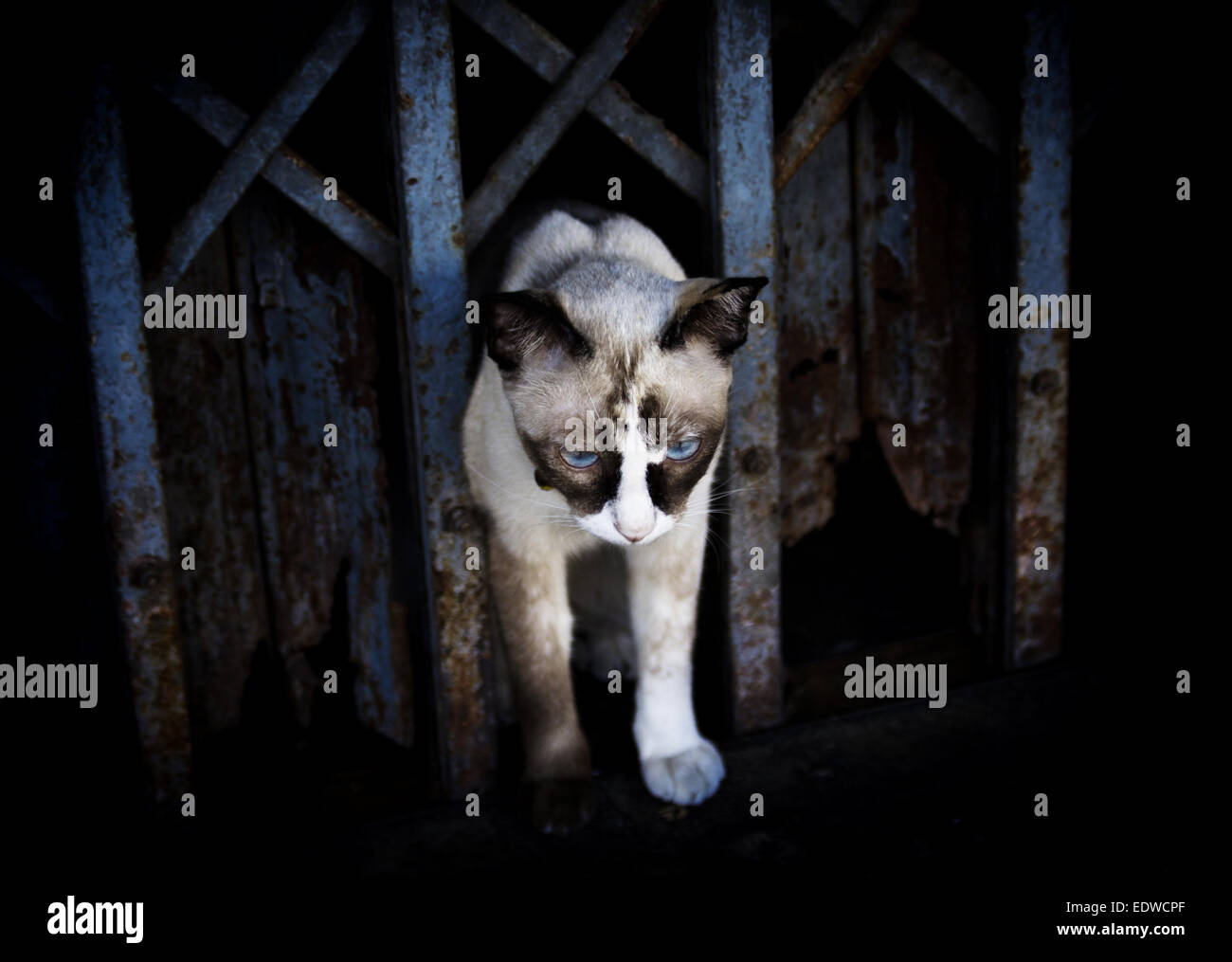 A feral cat in Bangkok Stock Photo