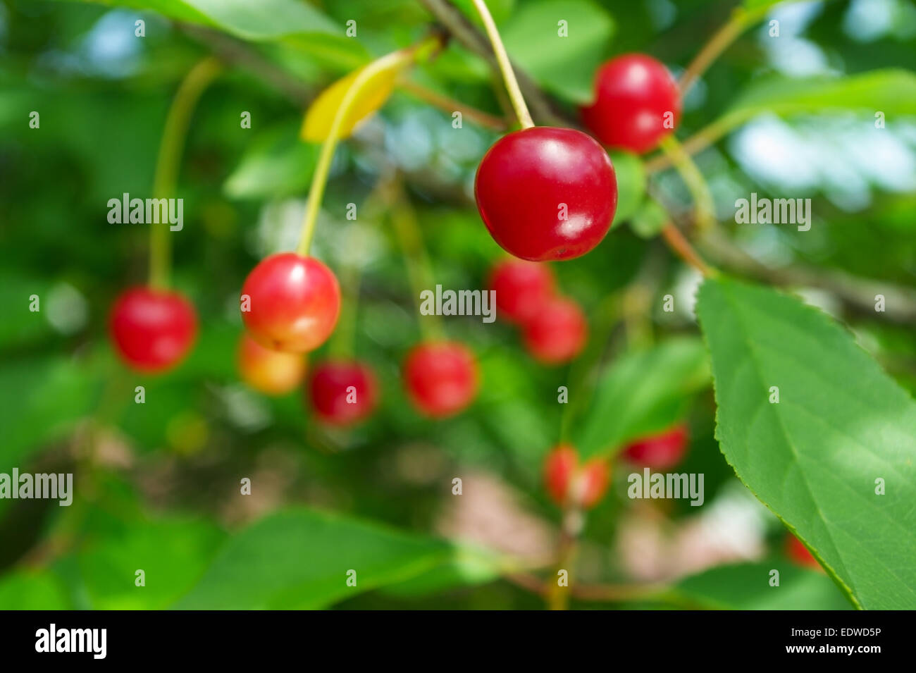 Ripe sour cherries growing on cherry tree in the garden Stock Photo Alamy