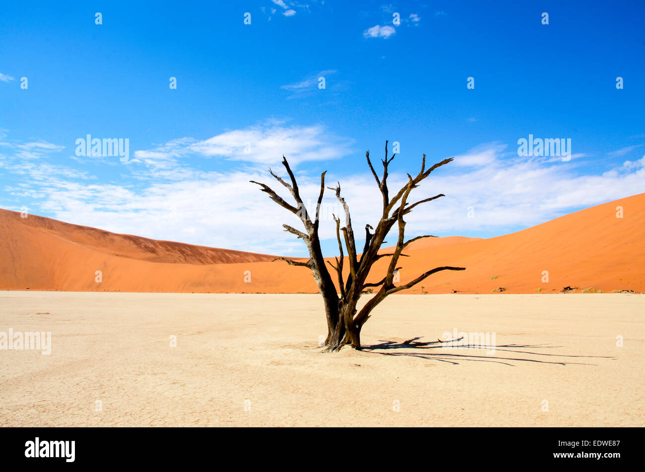 Deadvlei is a white clay pan located near the more famous salt pan of Sossusvlei, inside the Namib-Naukluft Park in Namibia. Als Stock Photo