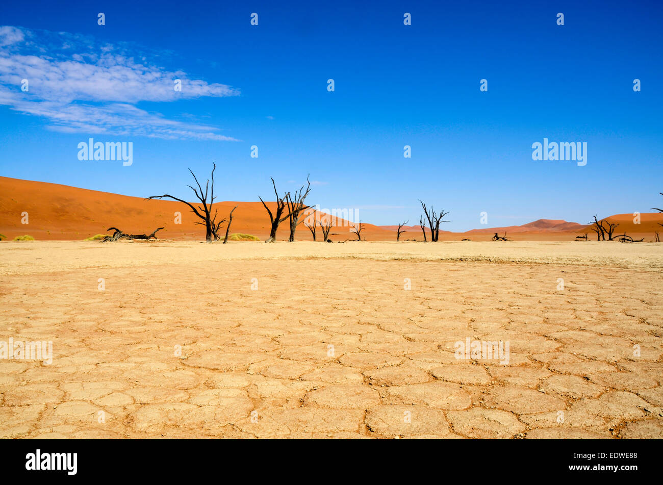 Deadvlei is a white clay pan located near the more famous salt pan of Sossusvlei, inside the Namib-Naukluft Park in Namibia. Als Stock Photo