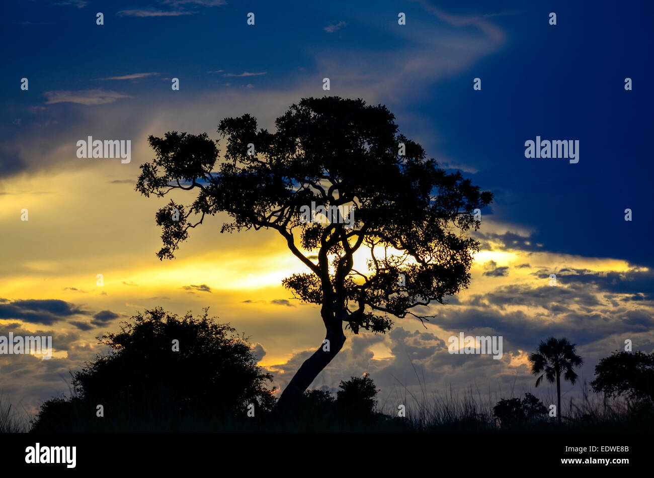 The silouette of a tree at sunset in the okavango delta in Botswana Stock Photo