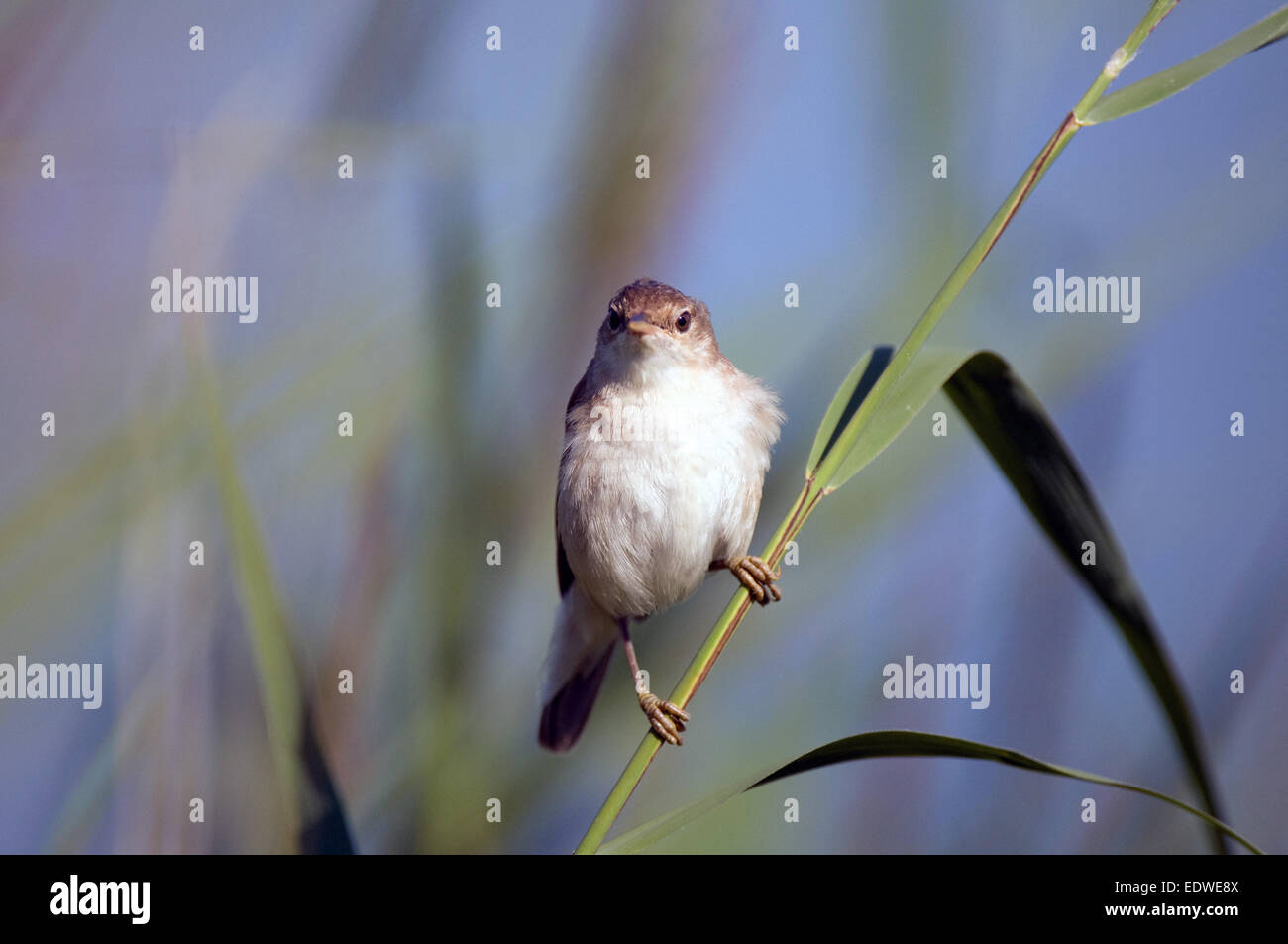 Reed warbler, juvenile, on reed stem Stock Photo