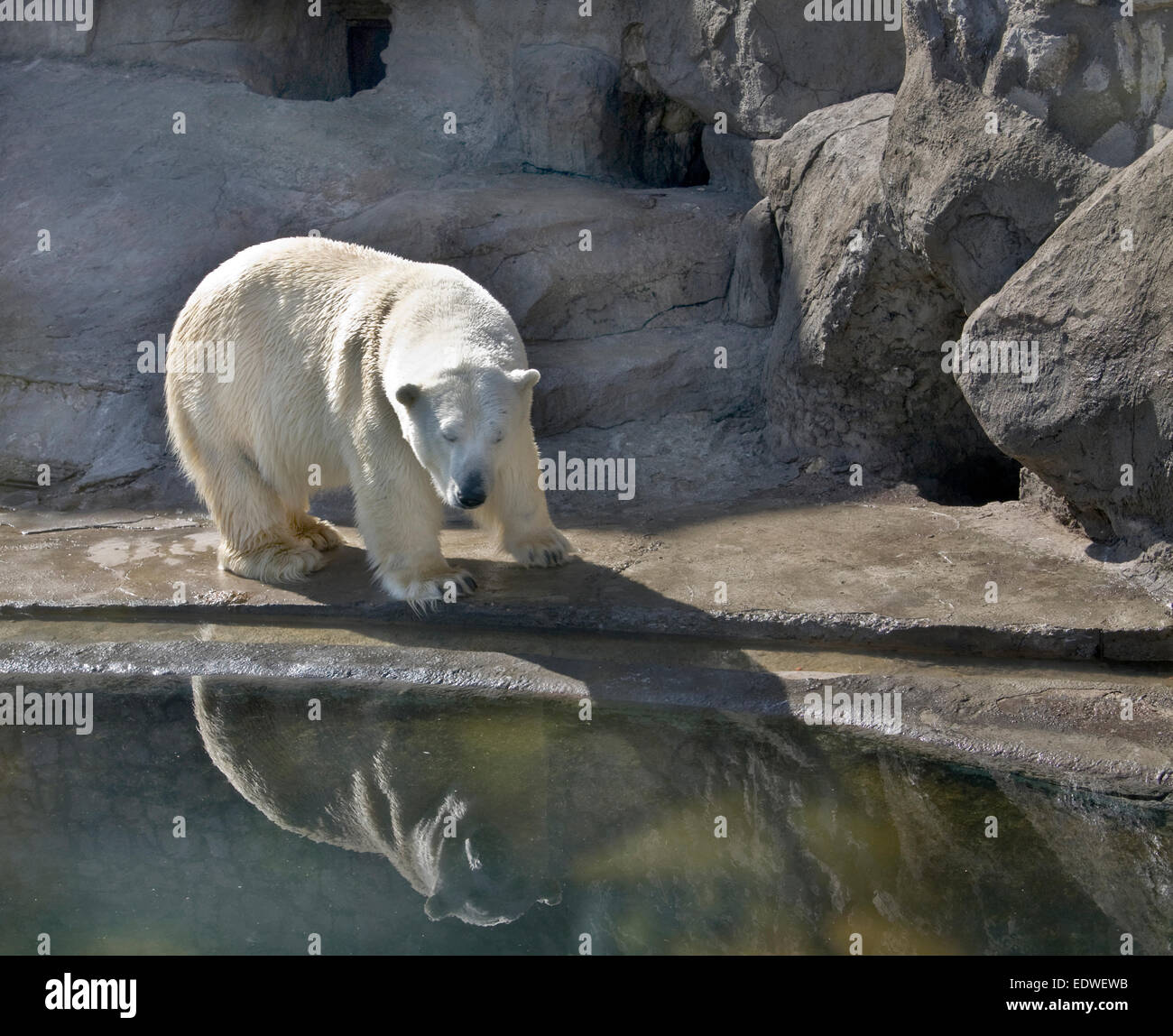 White polar bear near water with reflection Stock Photo - Alamy