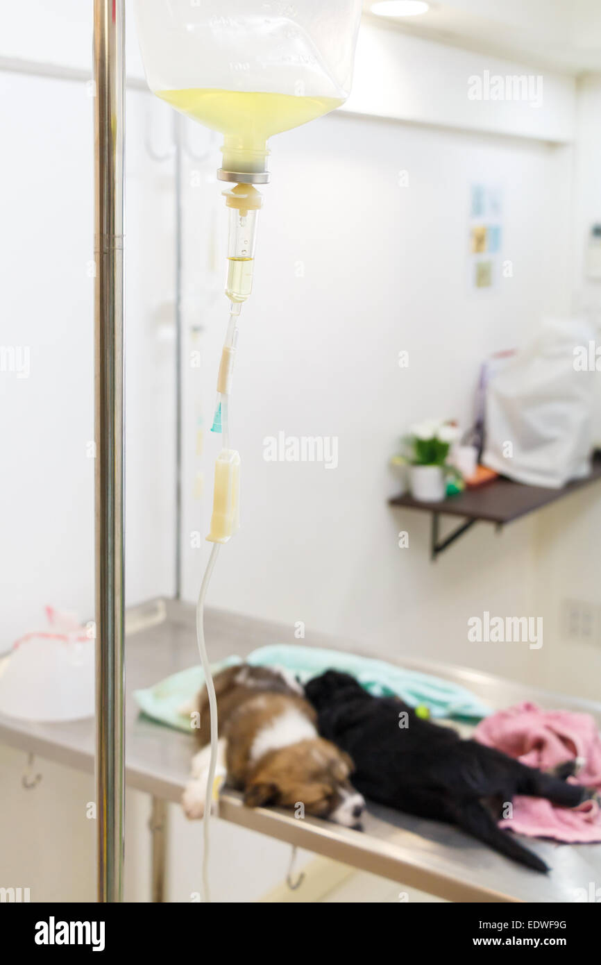 illness puppy(Thai Bangkaew Dog) on operating table and saline solution Stock Photo