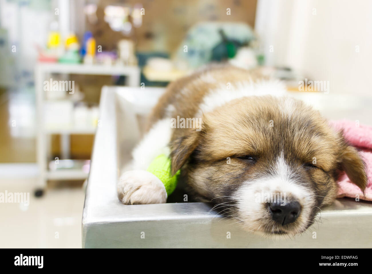 cute puppy(Thai Bangkaew Dog) ill and sleep on operating table in veterinarian's clinic Stock Photo