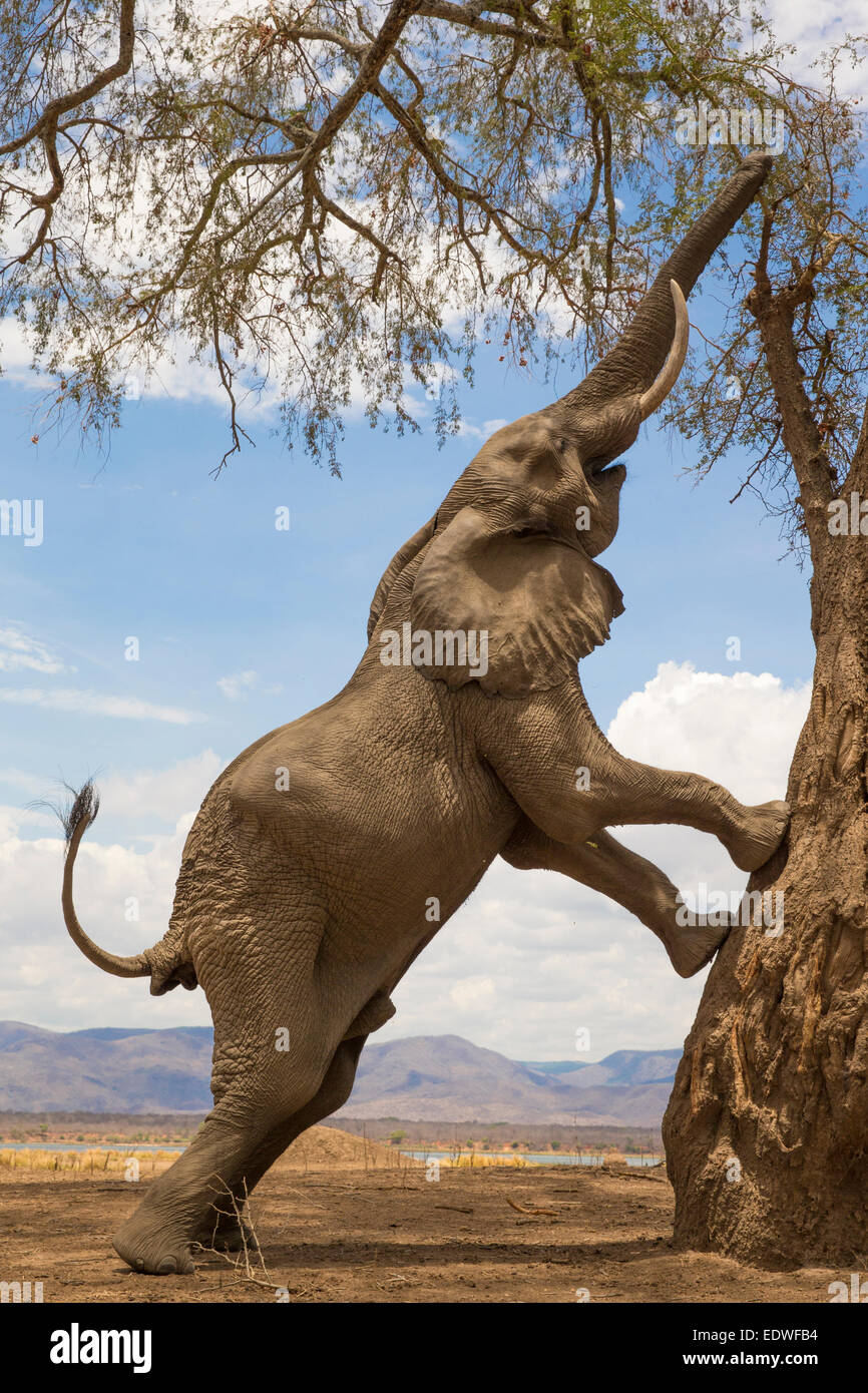 African Elephant bull climbing a tree and reaching up with Zambezi river in the background Stock Photo
