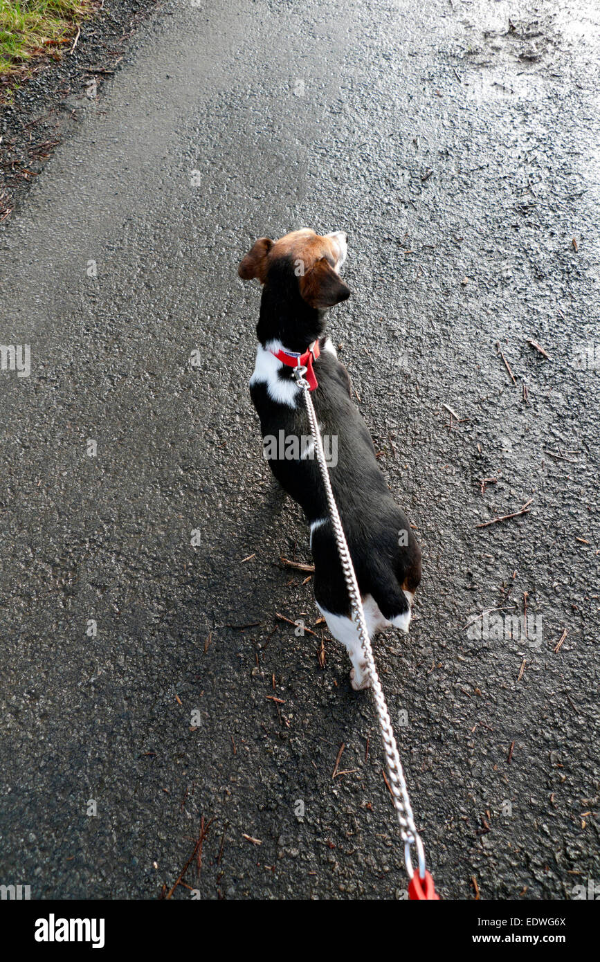 Jack Russell small dog on leash viewed from behind on a tarmac road surface in Wales UK  KATHY DEWITT Stock Photo
