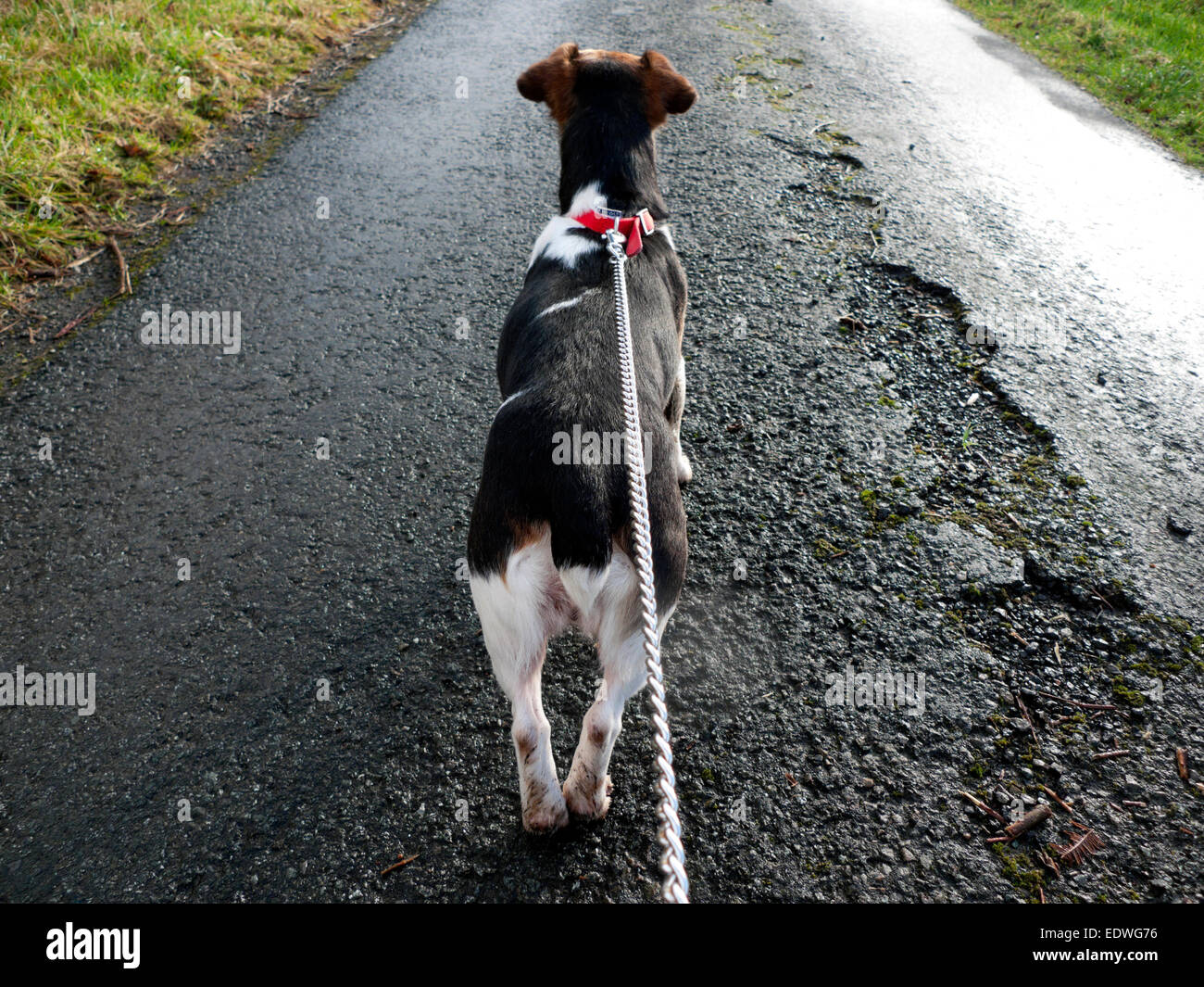 Jack Russell small dog on chain lead viewed from behind on a tarmac road surface in Wales UK  KATHY DEWITT Stock Photo