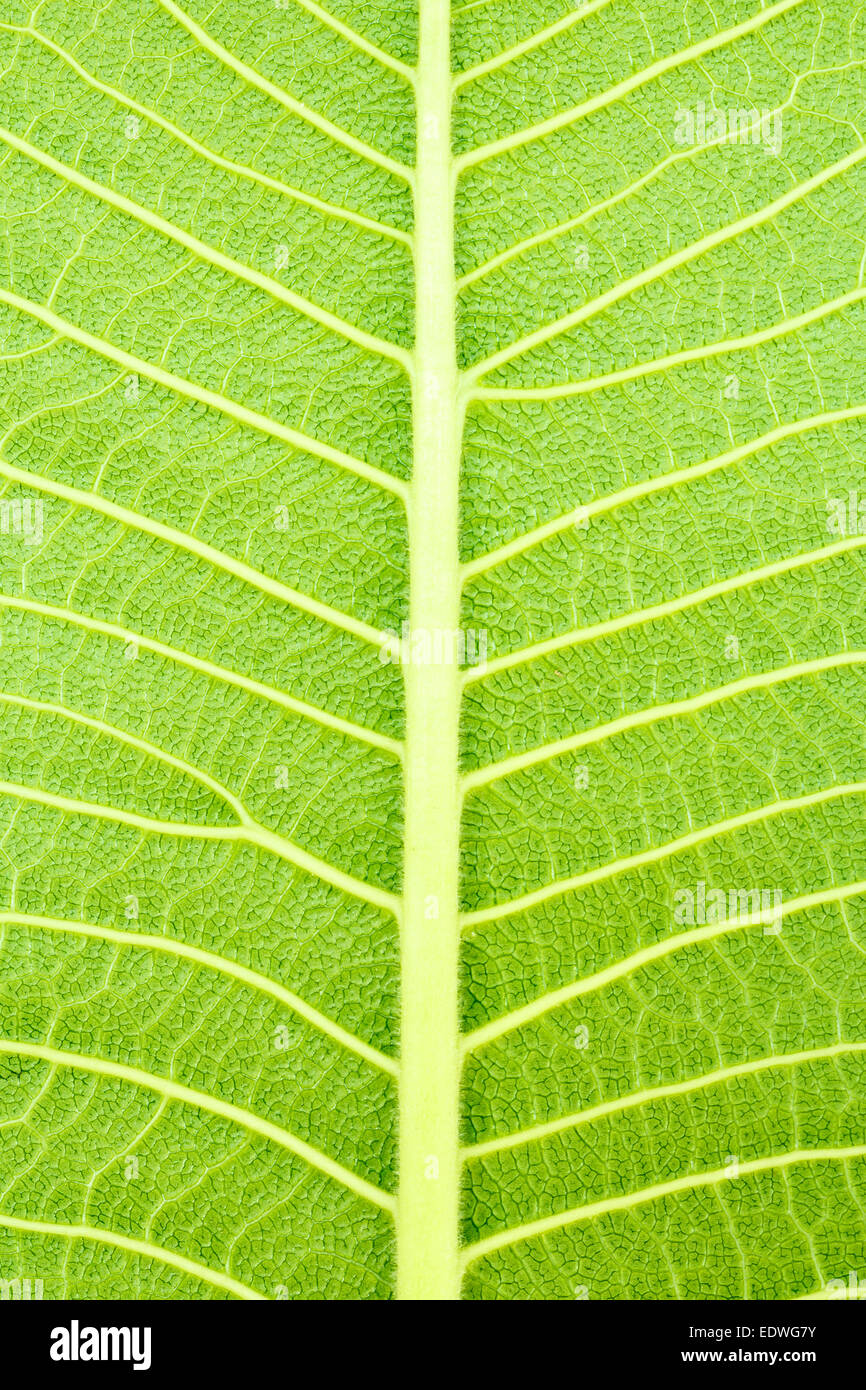 texture of leaf Stock Photo