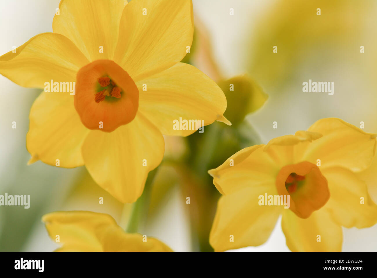 Small-flowered daffodils with orange centres studio closeup Stock Photo