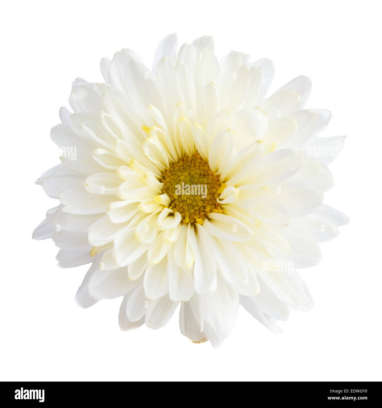 White color Chrysanthemum on white background (isolated) Stock Photo