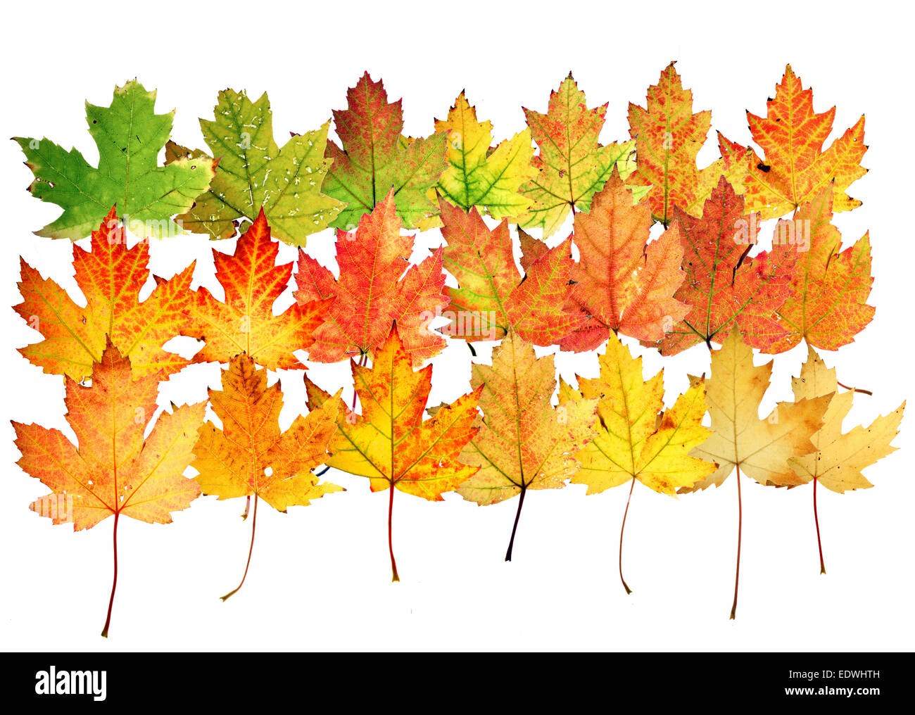 Autumn leaves, collage, (Acer saccharinum) maple leaves, Stock Photo