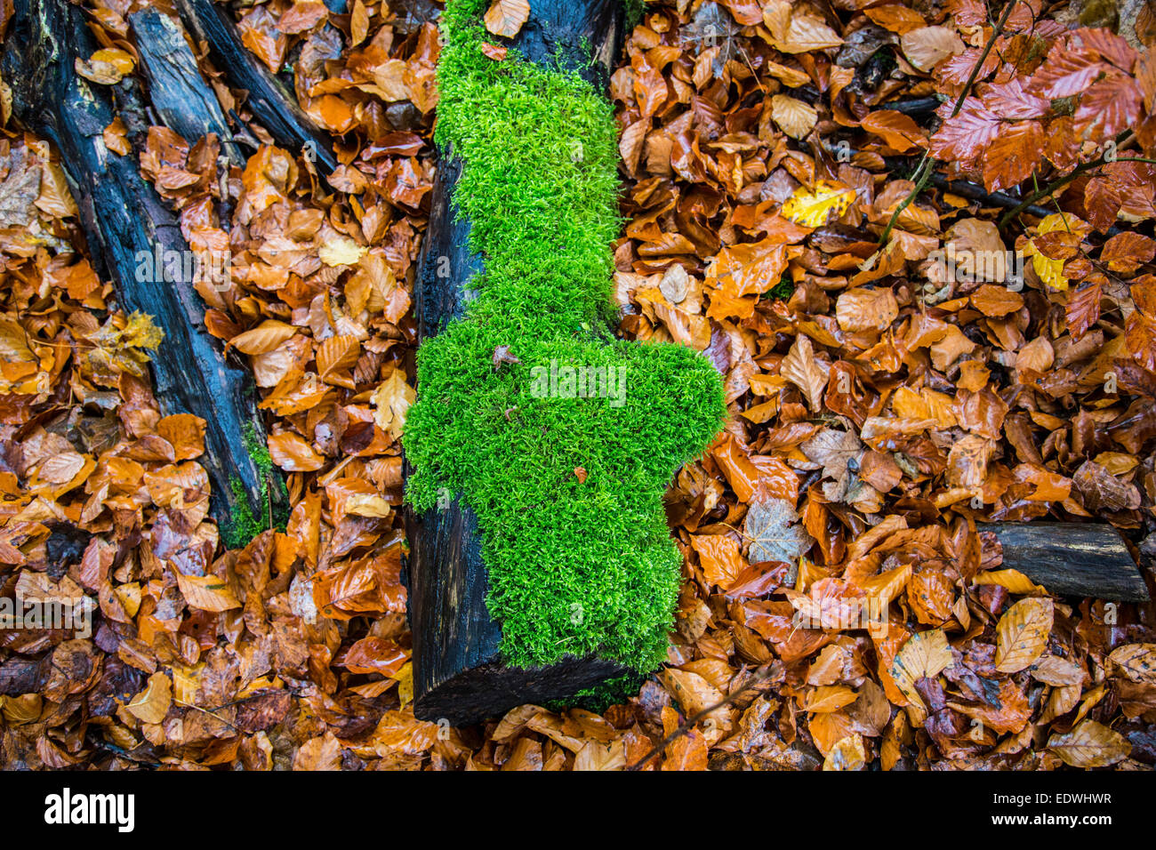 Tree trunks overgrown with moss hi-res stock photography and images - Alamy