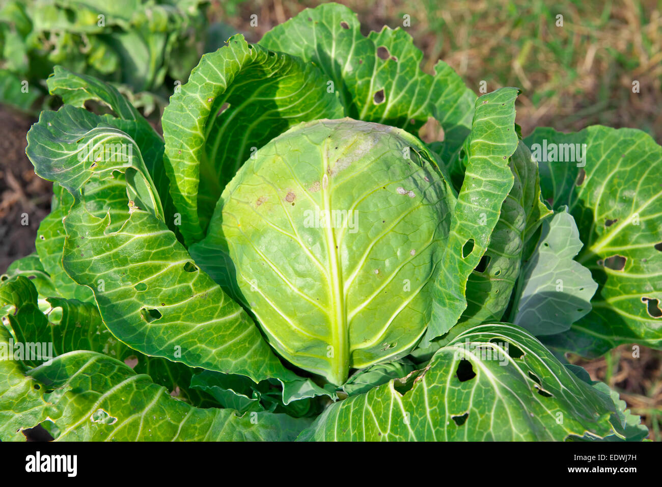 Cabbage insects hires stock photography and images Alamy