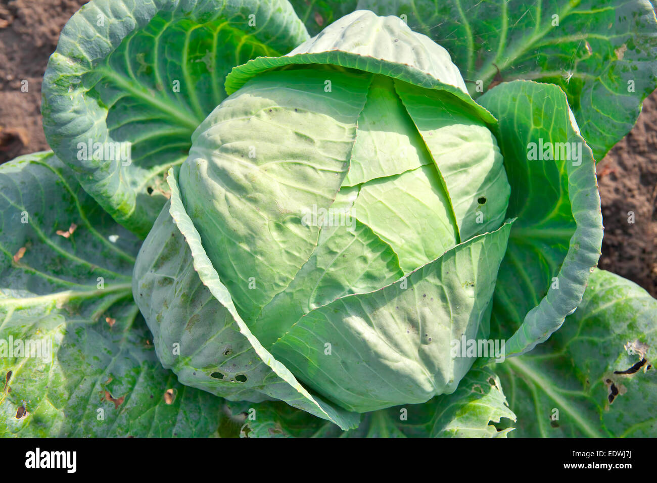 Does Cabbage Need To Be Organic
