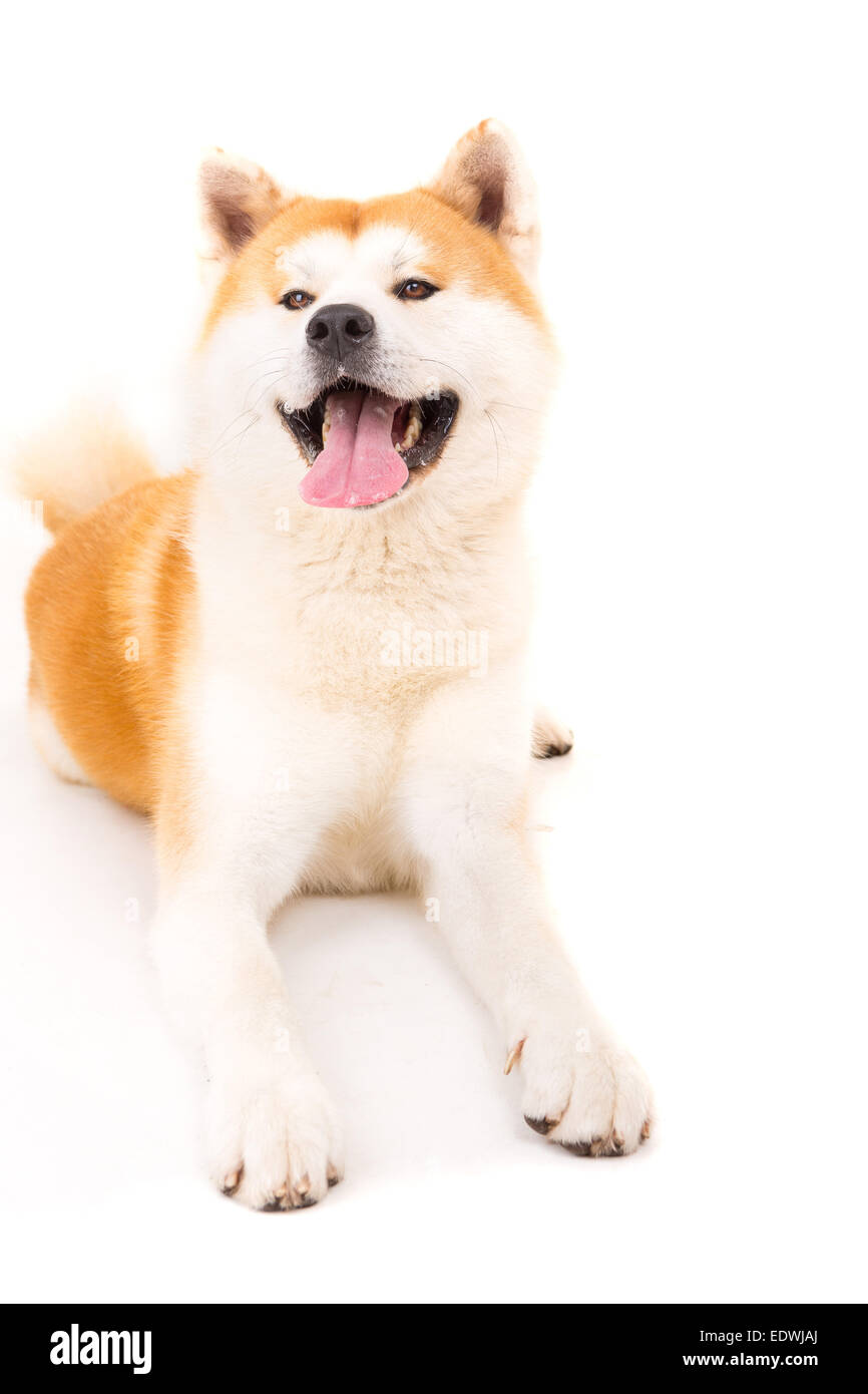 Beautiful Akita Inu dog posing in studio Stock Photo - Alamy