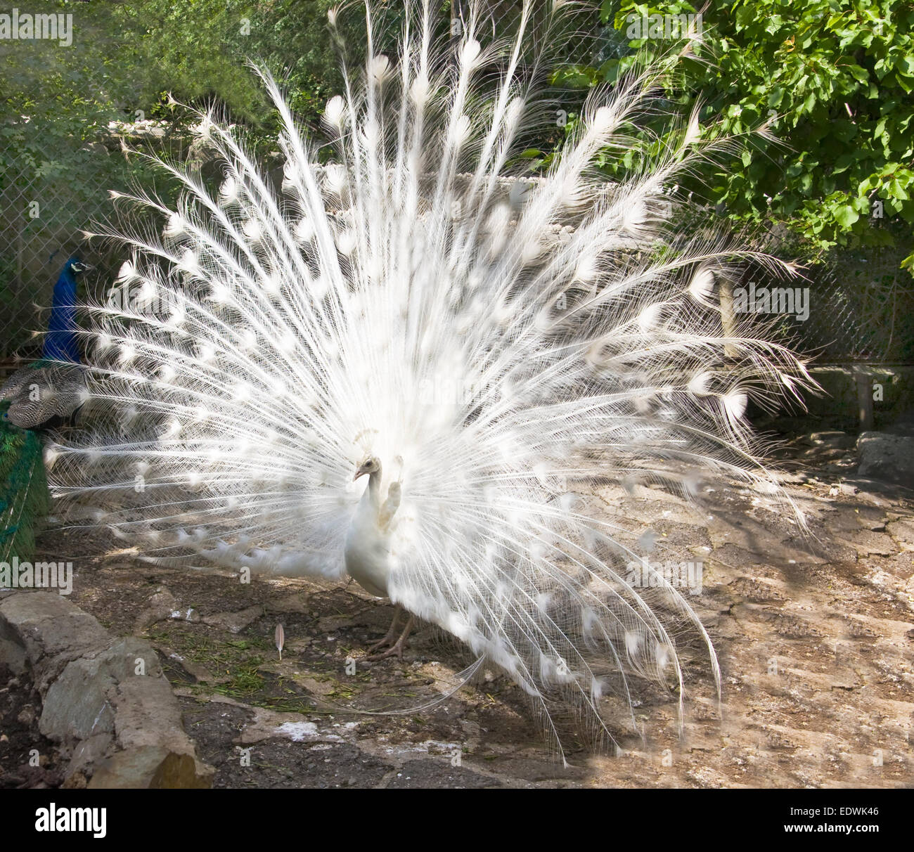 White peafowl (Pavo Cristatus), lives in India. Stock Photo