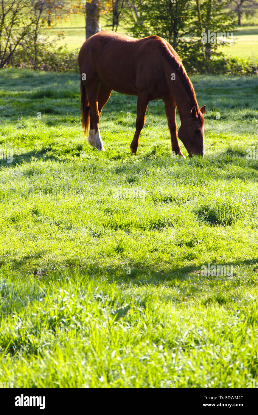 Beautiful brown horse on green summer field close up Stock Photo - Alamy