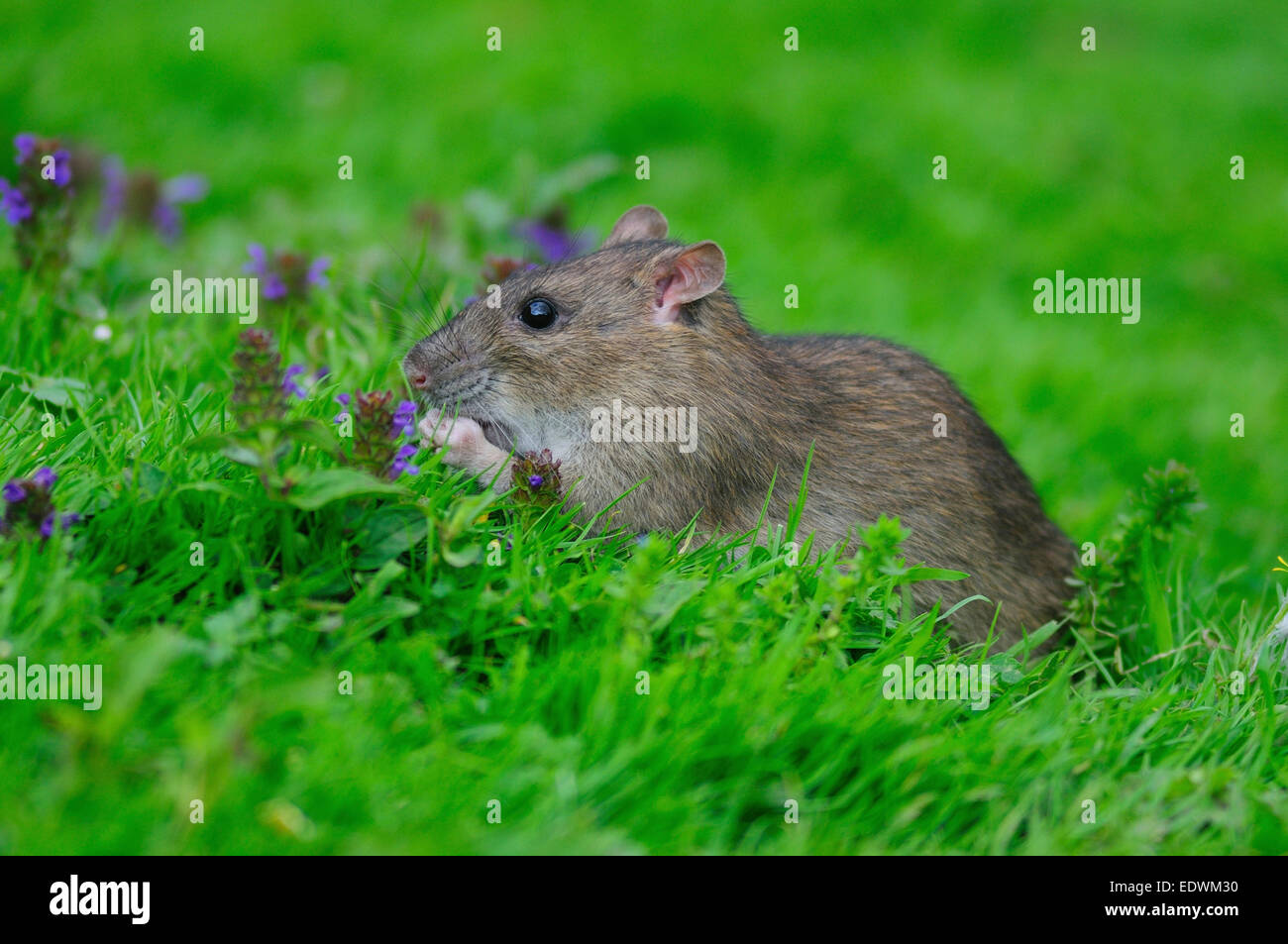 A common brown rat in a grassy green field UK Stock Photo