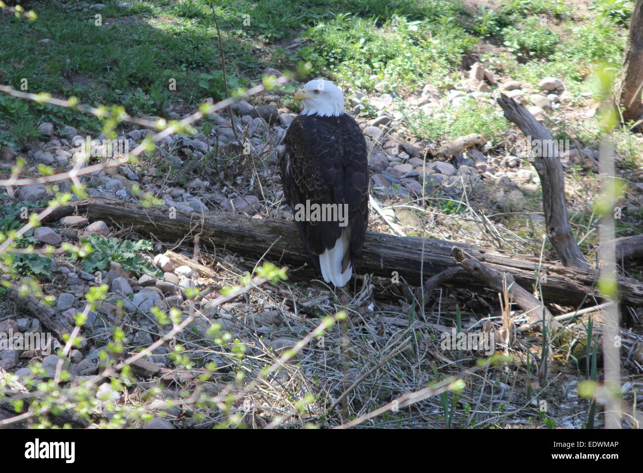 Bald Eagle (Haliaeetus leucocephalus), on an old log, on the ground Stock Photo