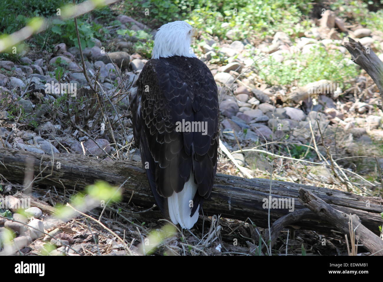 Bald Eagle (Haliaeetus leucocephalus), on an old log,  n the ground Stock Photo