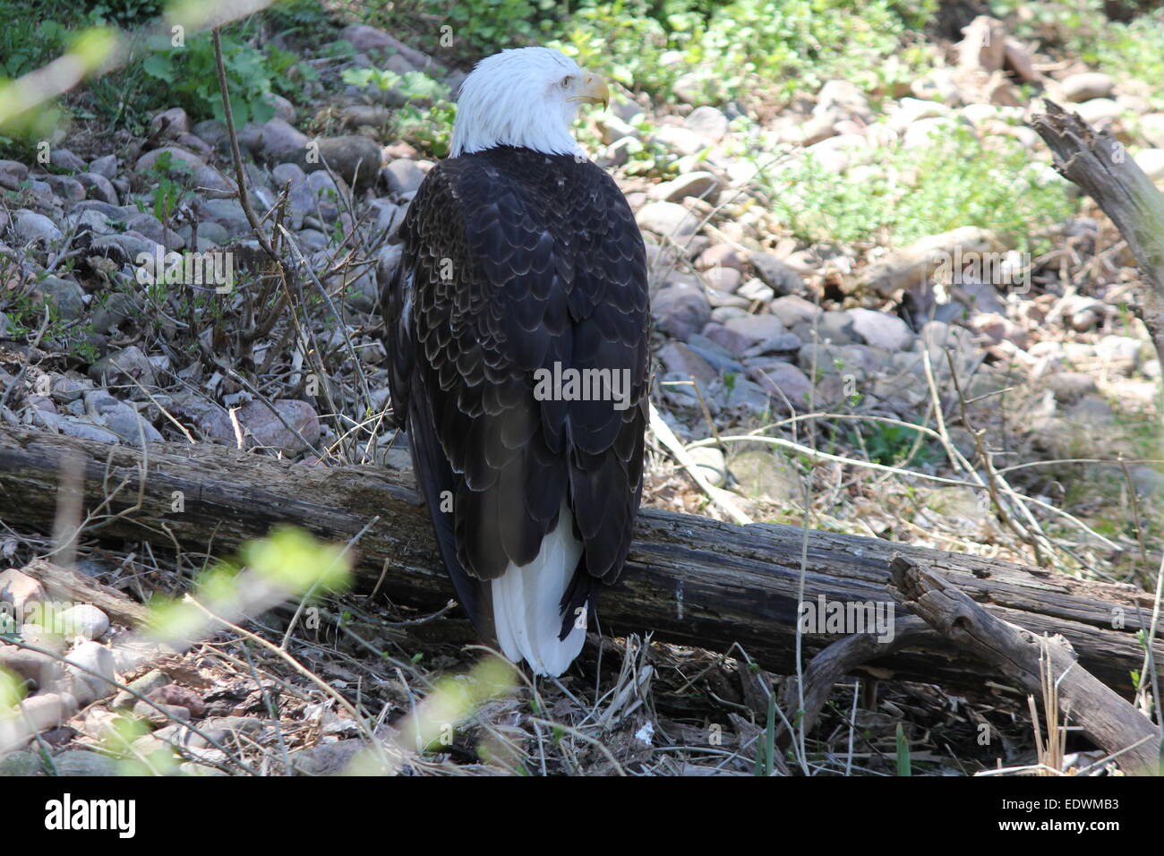 Bald Eagle (Haliaeetus leucocephalus), on an old log,  on the ground Stock Photo