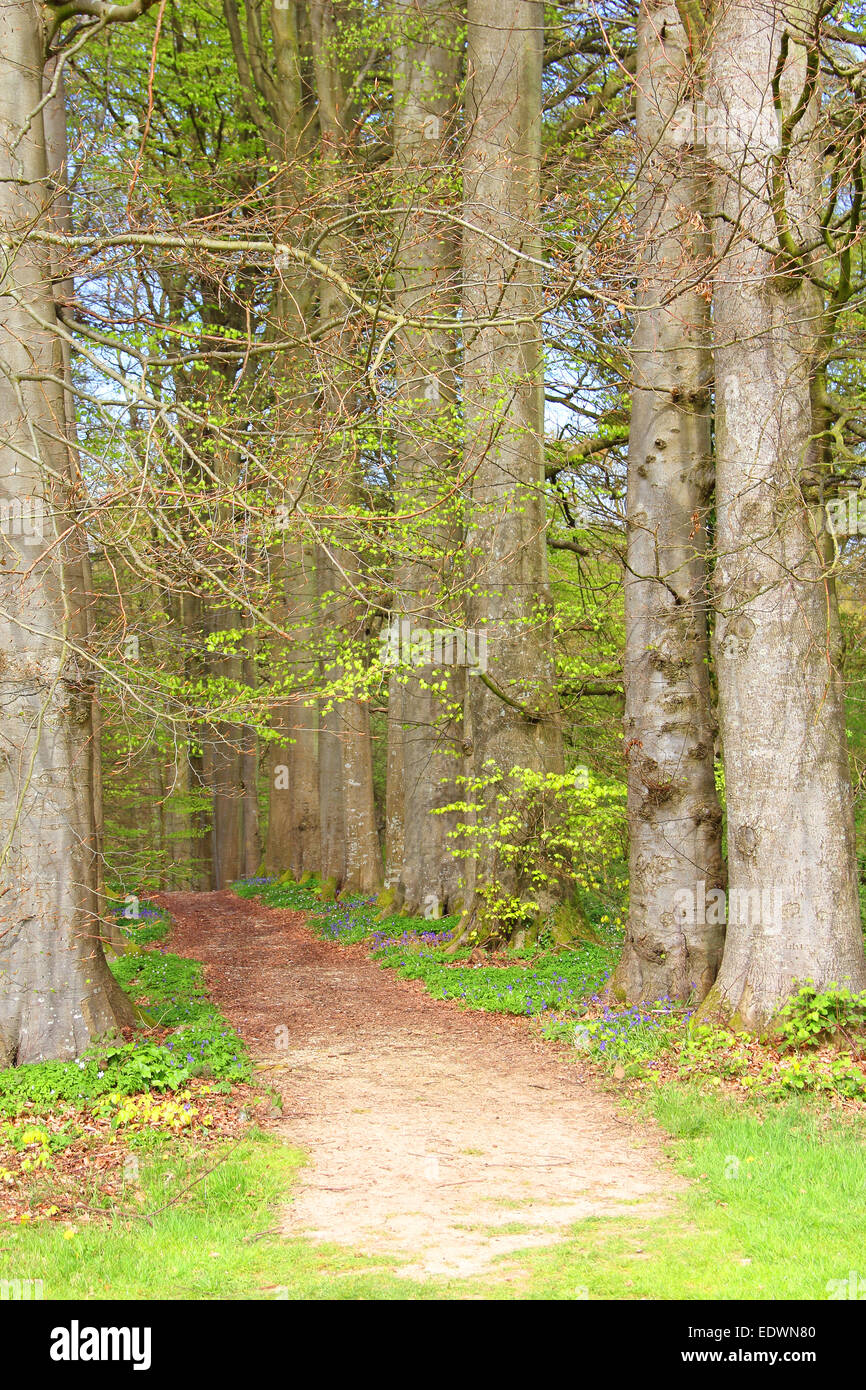 Old tree alley hi-res stock photography and images - Alamy