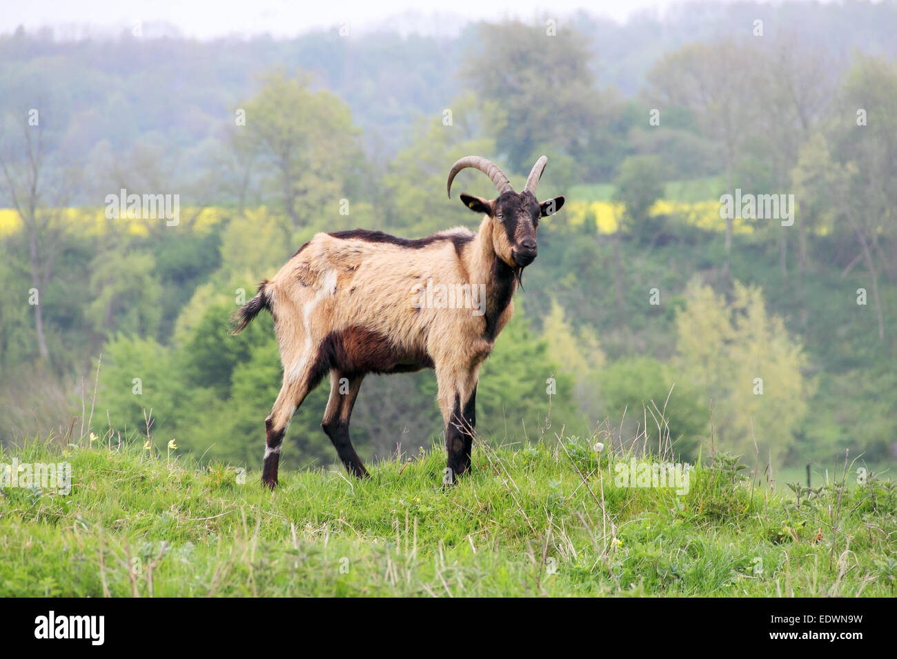 Gray male goat greezing on fresh green grass Stock Photo