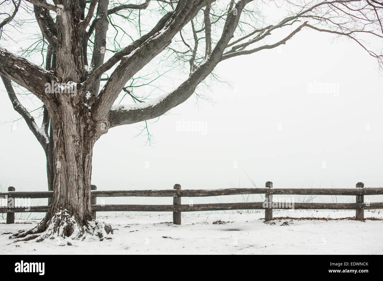 a snowy landscape scene with a wooden fence and two large trees Stock Photo