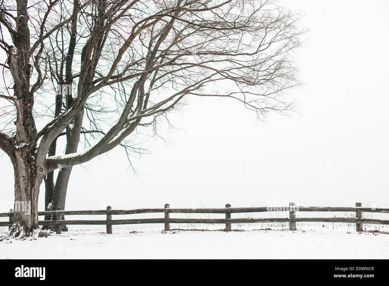 a snowy landscape scene with a wooden fence and two large trees Stock Photo