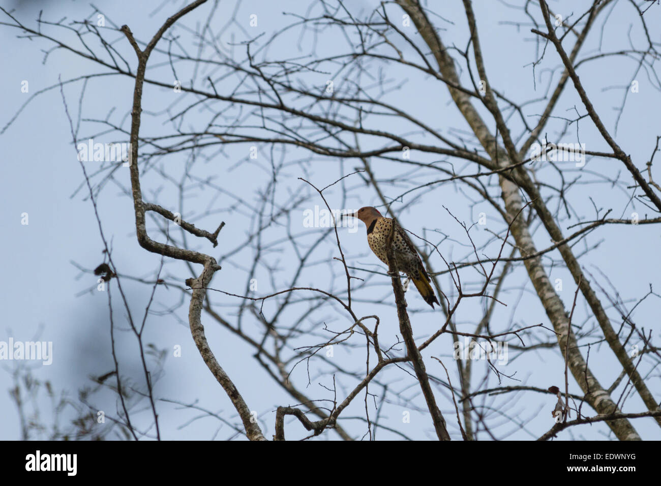 Northern Flicker Woodpecker Stock Photo