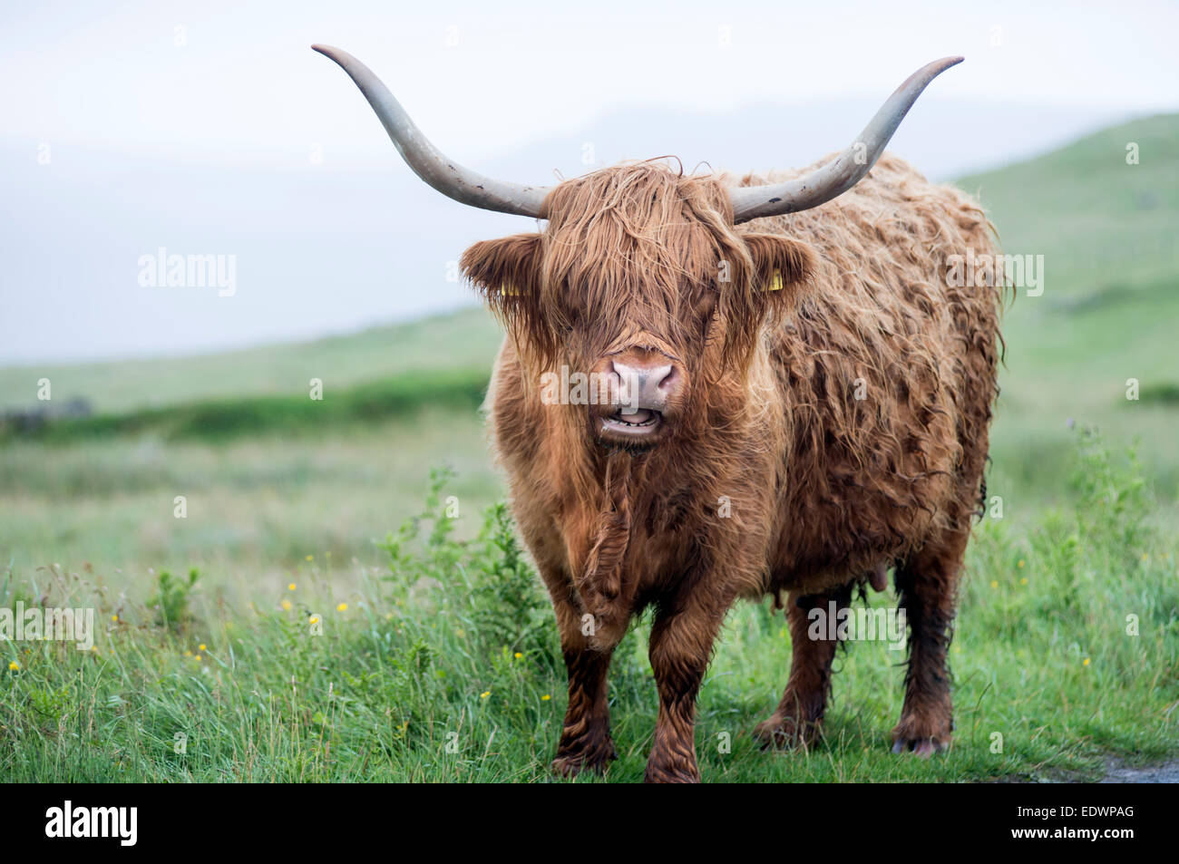 Highland cow standing hi-res stock photography and images - Alamy