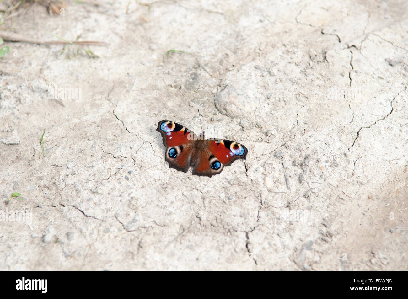 Dead peacock butterfly on the earth. Stock Photo