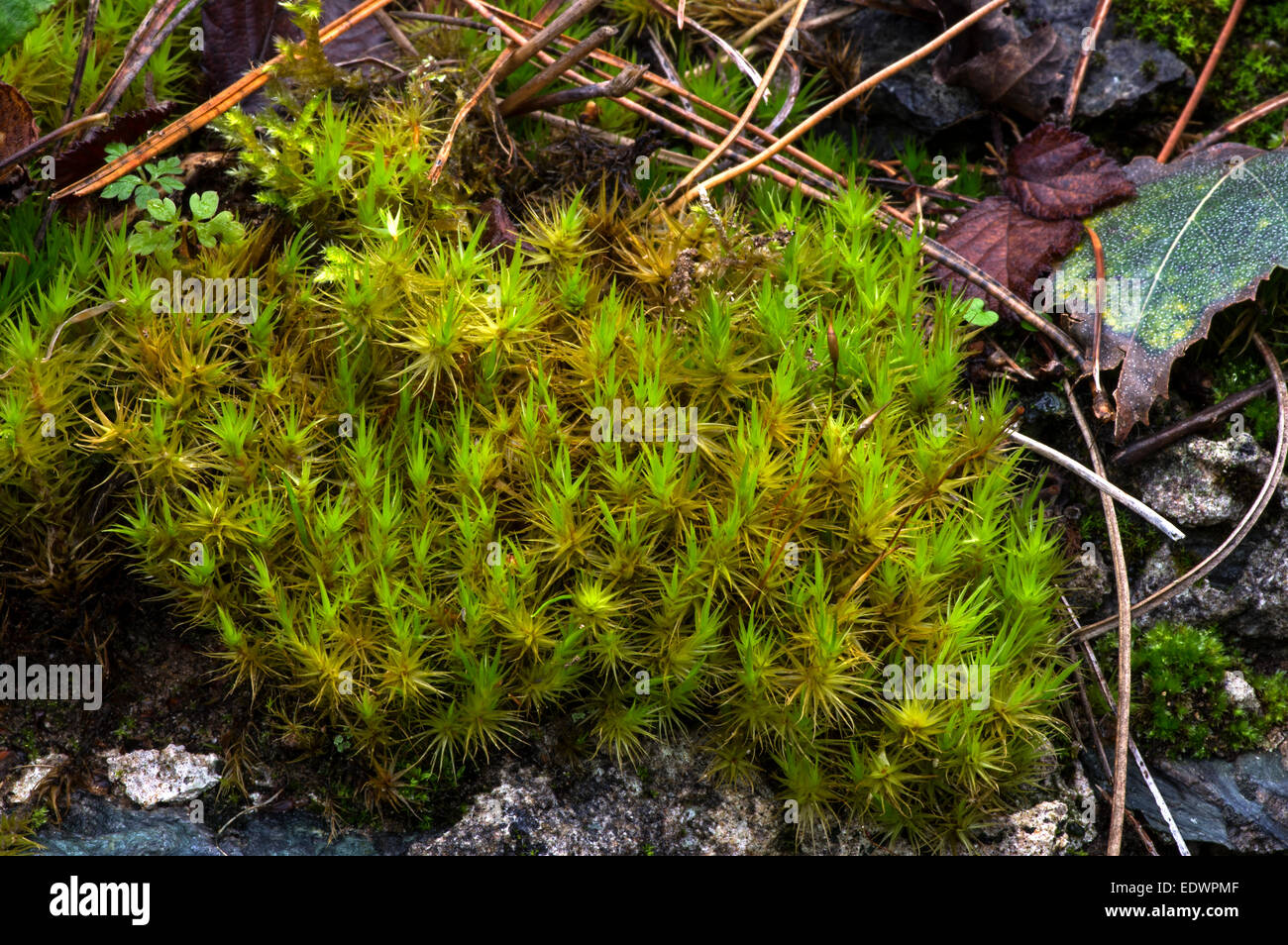 Broom Fork-moss. A common moss found in a variety of habitats Stock Photo