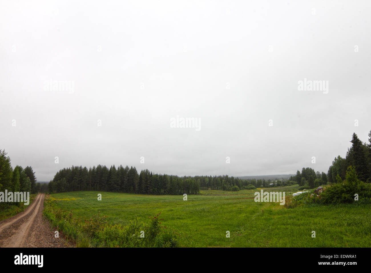 Summer landscape with green field, forest and rural road Stock Photo ...