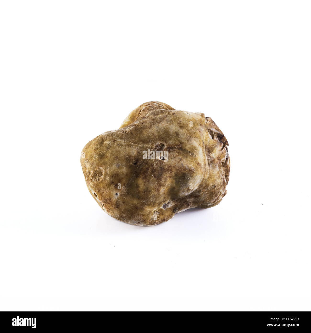 white truffle tuber magnatum pico from Alba, italy Stock Photo