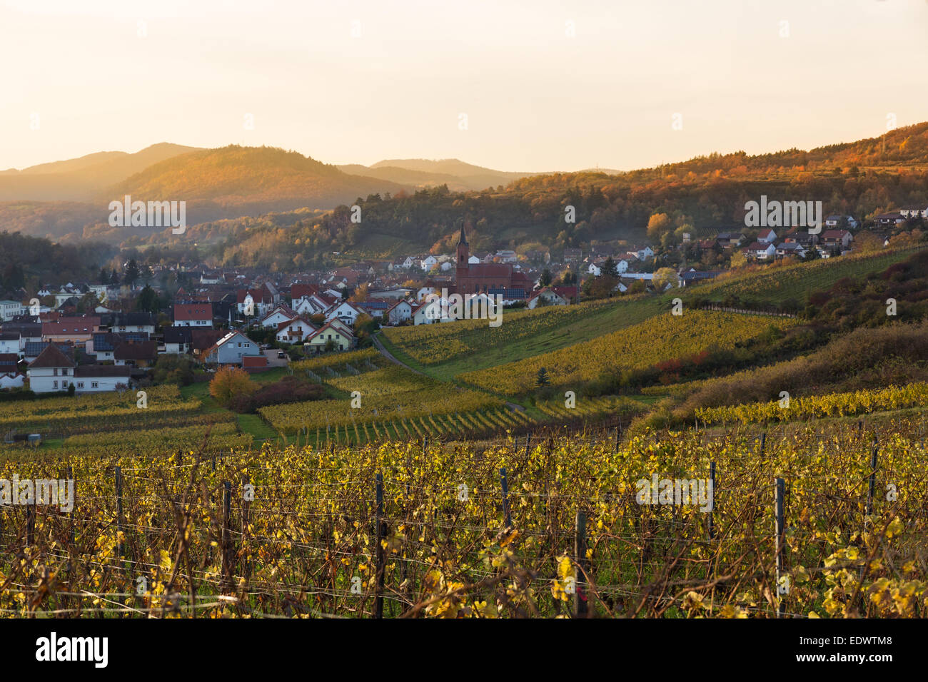 Vineyards in Pfalz at sunset, Germany Stock Photo