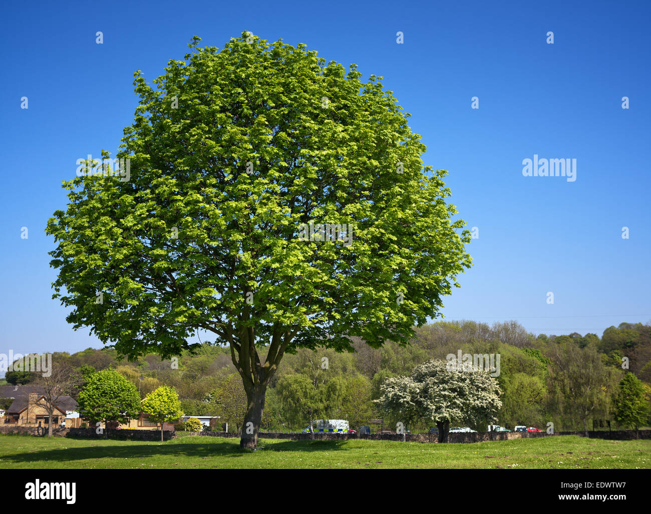 Green tree in the park Stock Photo - Alamy