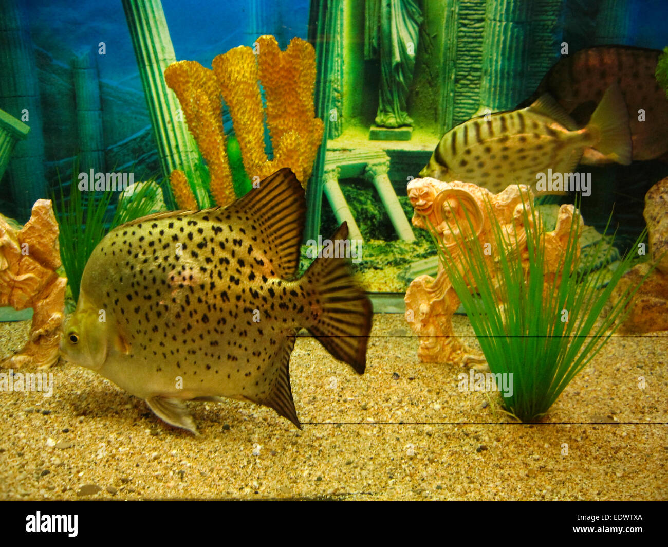Tropical fish Monodactylus argenteus (silver monodactylus), recorded in aquarium in town Yalta in Crimea. Stock Photo