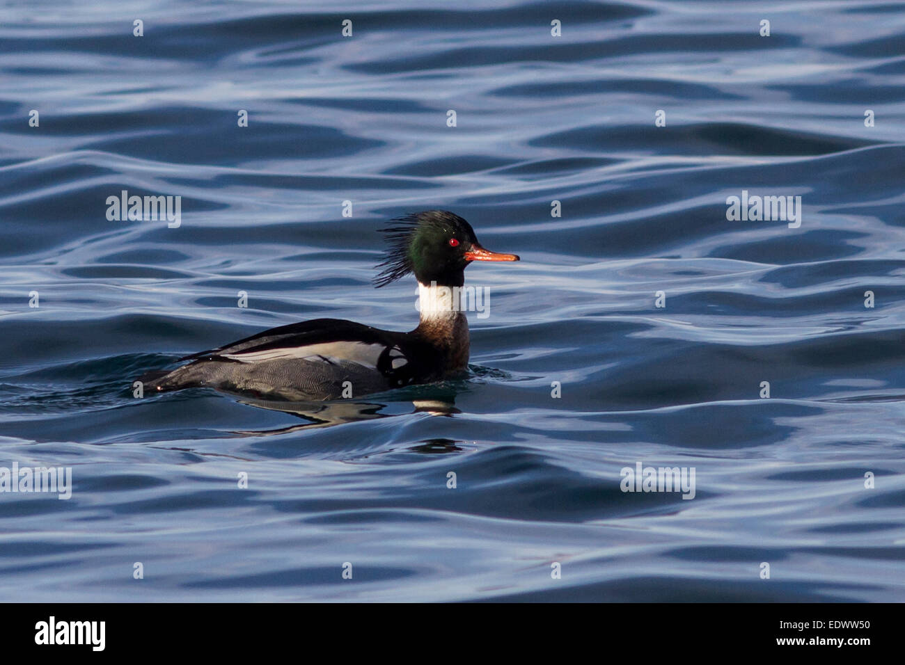 male Red-breasted Merganser which floats on the water crest splayed winter day Stock Photo