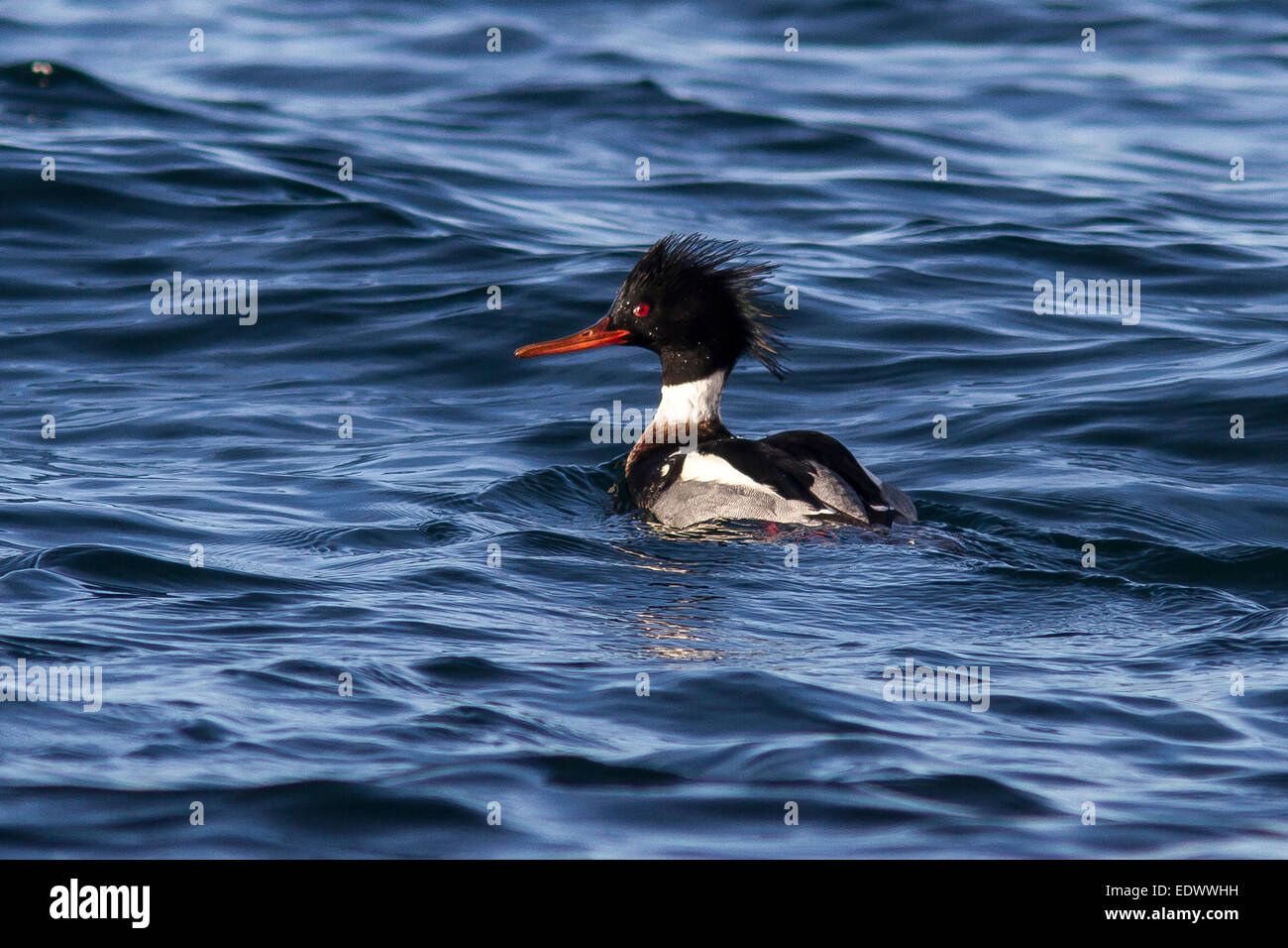 male Red-breasted Merganser which floats on the water turning his head winter day Stock Photo