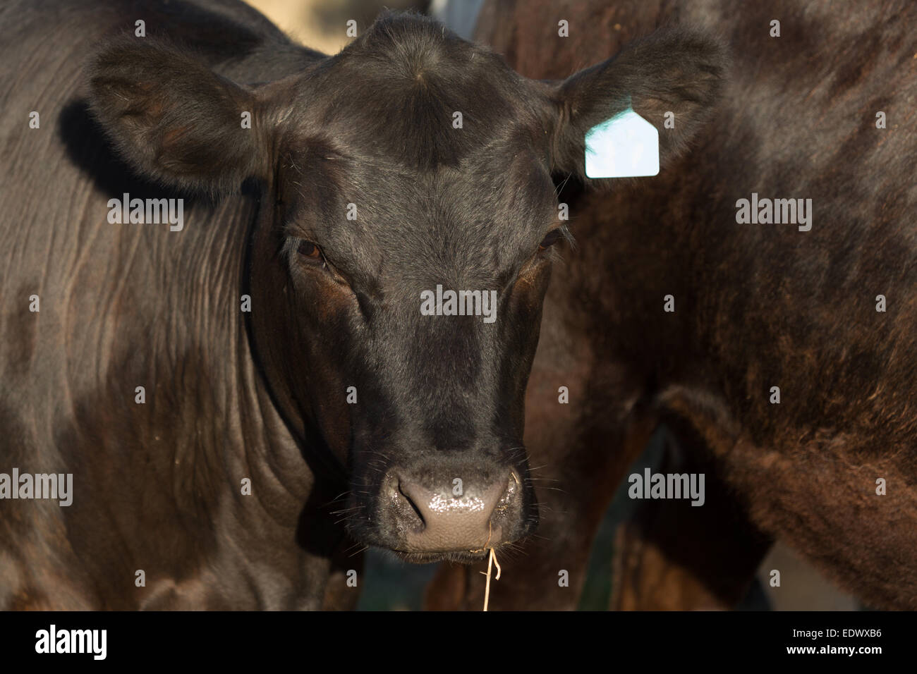 A close up photograph of a black Angus cow on a farm in central western