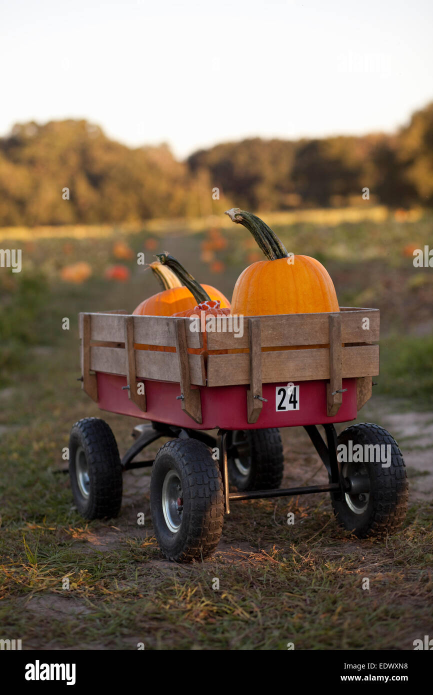 A wagon full of pumpkins at a pumpkin patch Stock Photo - Alamy