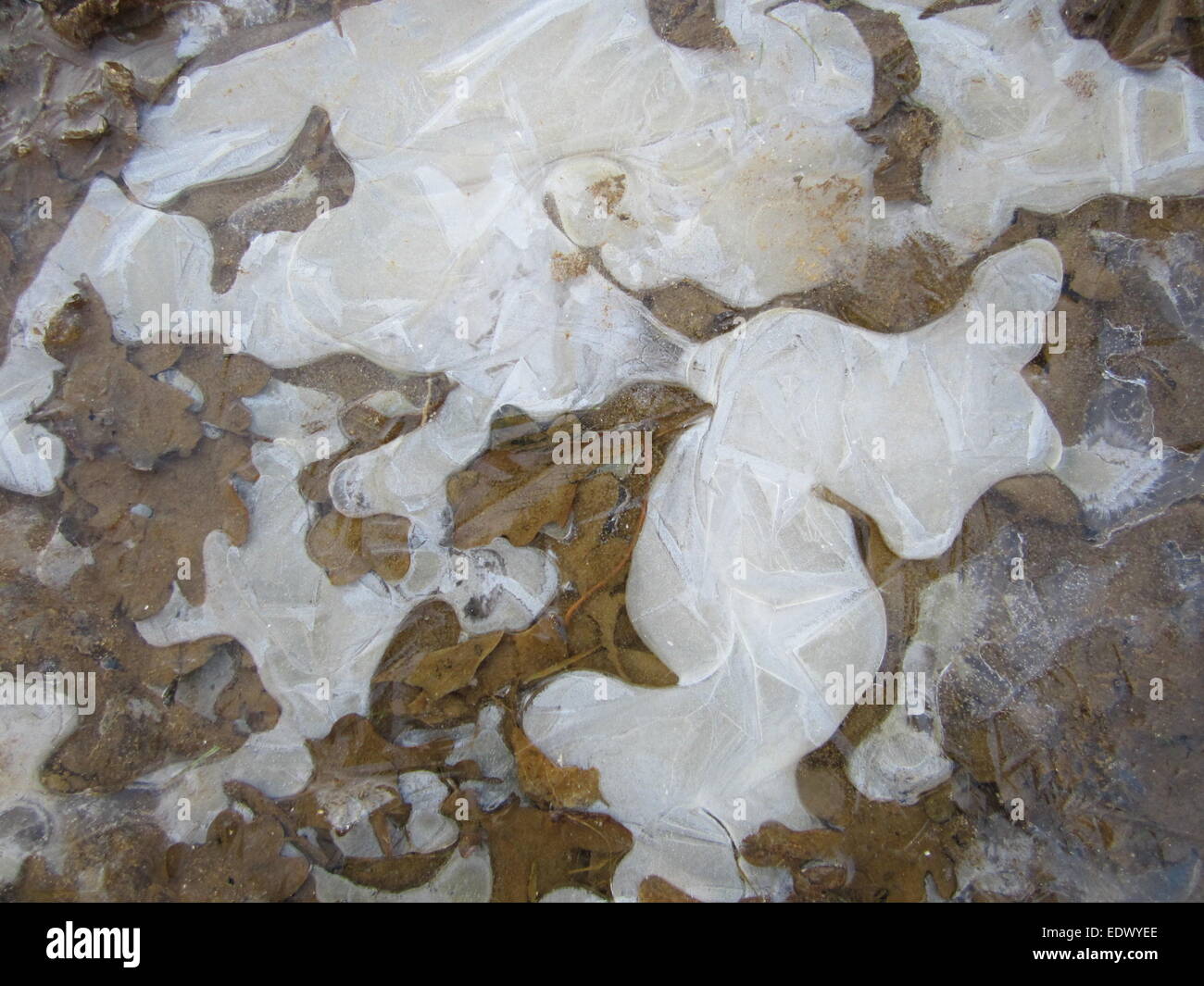 Dry leaves trapped in stagnated water frozen by low temperatures Stock Photo